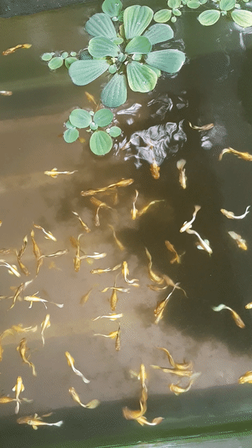 cá 7 màu full gold q12. Mua bán Thú cưng khác tại Quận 12 Tp Hồ Chí Minh được đăng bởi Thuy hình 1