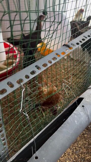 Gà Serama trống khỏe mạnh. Mua bán Gà tại Thành phố Thủ Đức Tp Hồ Chí Minh được đăng bởi a hieu hình 1