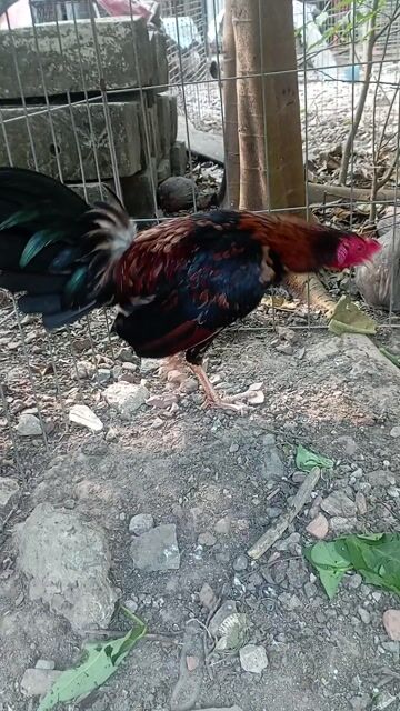 Gà Cuban trống 8 tháng. Mua bán Gà tại Quận Gò Vấp Tp Hồ Chí Minh được đăng bởi Hung hình 1
