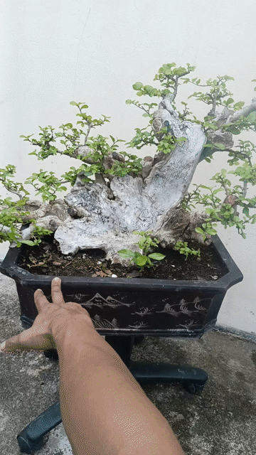 Cây cảnh bonsai Bệ duối dáng đẹp. Mua bán Cây cảnh, đồ trang trí tại Huyện Quốc Oai Hà Nội được đăng bởi Nguyễn Tiến Anh hình 1