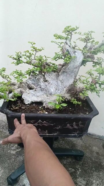 Cây cảnh bonsai Bệ duối dáng đẹp. Mua bán Cây cảnh, đồ trang trí tại Huyện Quốc Oai Hà Nội được đăng bởi Nguyễn Tiến Anh hình 1