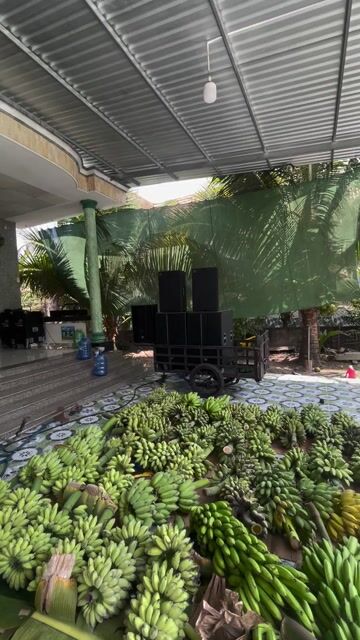 Cây giống Chuối sáp Xanh. Mua bán Đồ chuyên dụng, Giống nuôi trồng tại Huyện Châu Thành Tiền Giang được đăng bởi Lợi vĩnh kim  hình 1