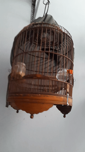 Chim chòe than to lớn mập 2 mùa mờ 1 mắt. Mua bán Chim tại Quận Tân Phú Tp Hồ Chí Minh được đăng bởi Du hình 1