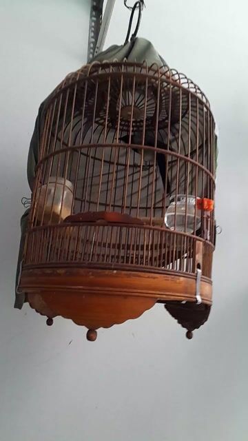 Chim chòe than to lớn mập 2 mùa mờ 1 mắt. Mua bán Chim tại Quận Tân Phú Tp Hồ Chí Minh được đăng bởi Du hình 1