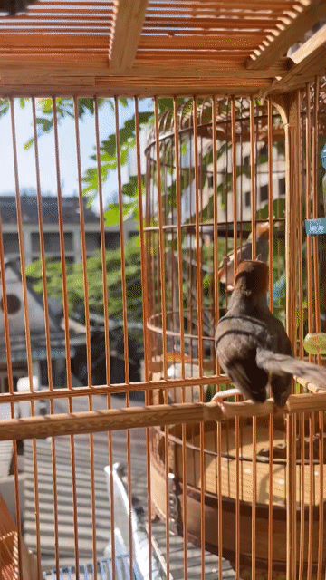 Sâu đầu đỏ cafe sàn cầu đá tay. Mua bán Chim tại Quận 7 Tp Hồ Chí Minh được đăng bởi Phú hình 1