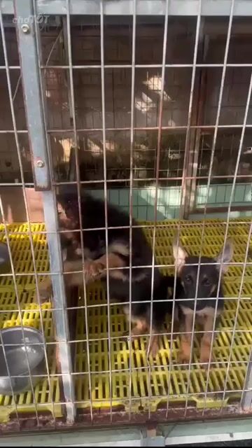 Chó Bécgie Đức HCM. Mua bán Chó tại Huyện Bình Chánh Tp Hồ Chí Minh được đăng bởi Anh nông dân da đen hình 1