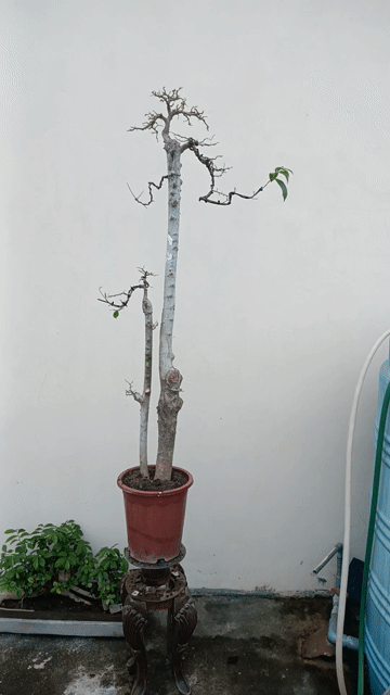 Cây cảnh Duối 1m2 Khỏe mạnh. Mua bán Cây cảnh, đồ trang trí tại Huyện Quốc Oai Hà Nội được đăng bởi Nguyễn Tiến Anh hình 1