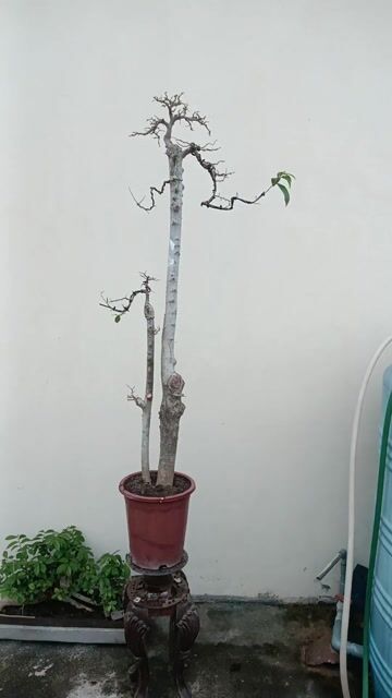 Cây cảnh Duối 1m2 Khỏe mạnh. Mua bán Cây cảnh, đồ trang trí tại Huyện Quốc Oai Hà Nội được đăng bởi Nguyễn Tiến Anh hình 1