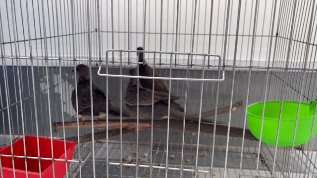 Chim cu gáy bổi. Mua bán Chim tại Thành phố Bến Tre Bến Tre được đăng bởi Cugay btre hình 1