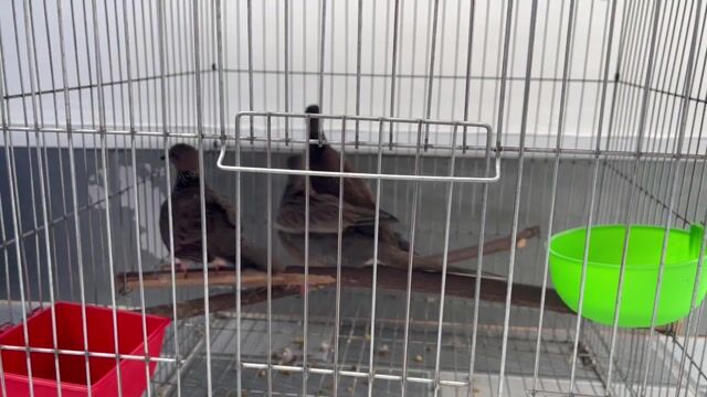 Chim cu gáy bổi. Mua bán Chim tại Thành phố Bến Tre Bến Tre được đăng bởi Cugay btre hình 1