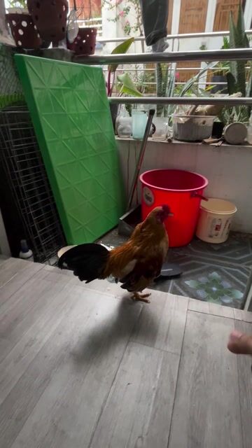 gà tre bắc trống vàng. Mua bán Gà tại Quận Bình Tân Tp Hồ Chí Minh được đăng bởi Hải Đăng hình 1