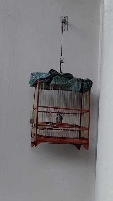 Chim chào mào cái 1 năm. Mua bán Chim tại Thị xã Mỹ Hào Hưng Yên được đăng bởi Quý nguyễn hình 1