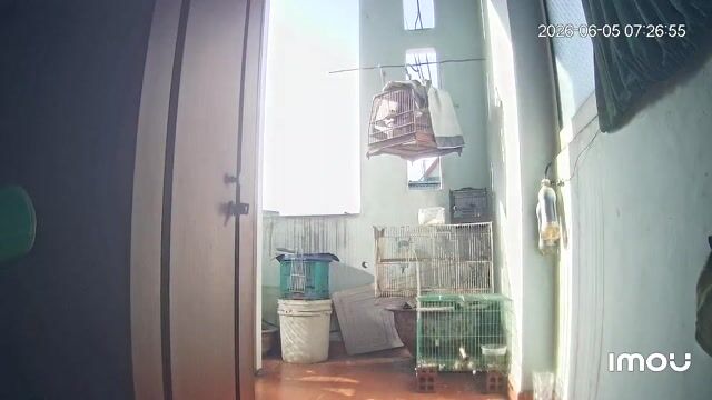 Chim chào mào 2 mùa không tật lỗi. Mua bán Chim tại Quận Gò Vấp Tp Hồ Chí Minh được đăng bởi Cường Cool hình 1