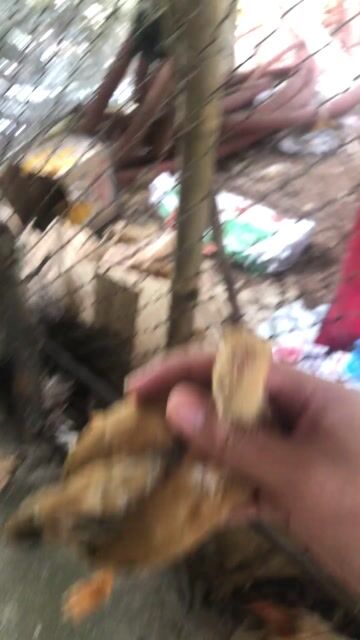 gà tre bắc cộc vàng. Mua bán Gà tại Quận Nam Từ Liêm Hà Nội được đăng bởi trần công nhất  hình 1
