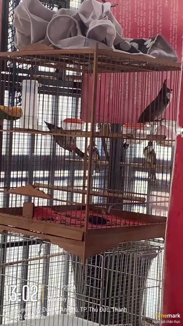 Chim Khướu 2 cặp. Mua bán Chim tại Thành phố Thủ Đức Tp Hồ Chí Minh được đăng bởi Hoangkhanh hình 1