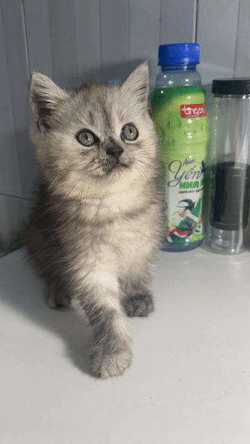 Mèo Anh Xám trắng Tabby 2 tháng tuổi. Mua bán Mèo tại Thành phố Thủ Đức Tp Hồ Chí Minh được đăng bởi Nhi Đoàn hình 1