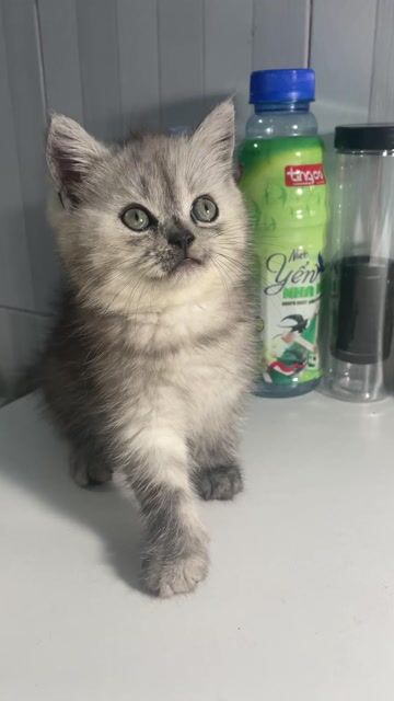 Mèo Anh Xám trắng Tabby 2 tháng tuổi. Mua bán Mèo tại Thành phố Thủ Đức Tp Hồ Chí Minh được đăng bởi Nhi Đoàn hình 1