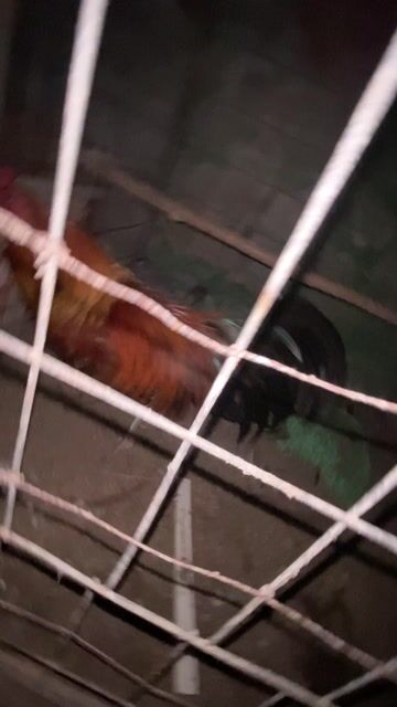 Gà chọi 1.9kg Nâu đỏ Đực. Mua bán Gà tại Huyện Chợ Mới An Giang được đăng bởi Phúc Vinh hình 1