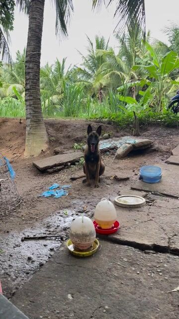 Chó Becgie Bỉ Malinois Cái. Mua bán Chó tại Huyện Càng Long Trà Vinh được đăng bởi Nguyễn an hình 1
