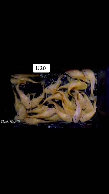 Hồng Vỹ Mỏ Vịt Xanthic U20. Mua bán Thú cưng khác tại Huyện Bình Chánh Tp Hồ Chí Minh được đăng bởi Thạch Thảo hình 1