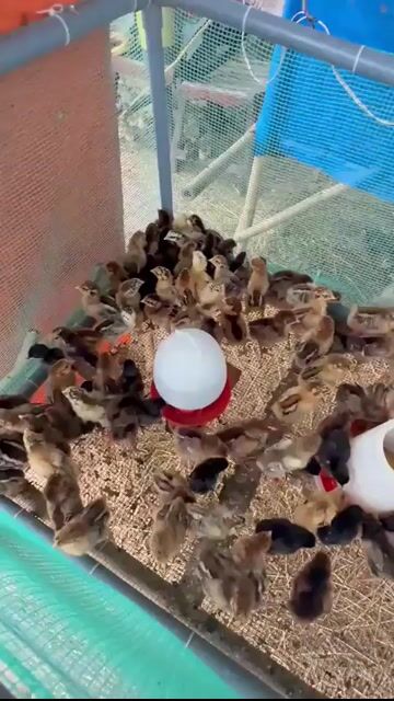 Gà ta lai Bình Định 5-7 ngày tuổi đã tiêm vắc xin. Mua bán Gà tại Huyện Vĩnh Cửu Đồng Nai được đăng bởi Trần Phước hình 1