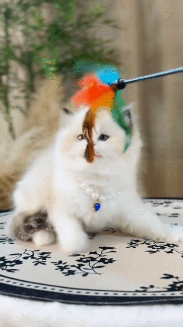 Mèo Ragdoll seal lynx blue đực cái siêu xinh . Mua bán Mèo tại Thành phố Thủ Đức Tp Hồ Chí Minh được đăng bởi DƯƠNG MINH TRÍ VĨNH hình 1