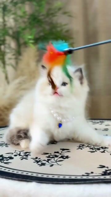 Mèo Ragdoll seal lynx blue đực cái siêu xinh . Mua bán Mèo tại Thành phố Thủ Đức Tp Hồ Chí Minh được đăng bởi DƯƠNG MINH TRÍ VĨNH hình 1