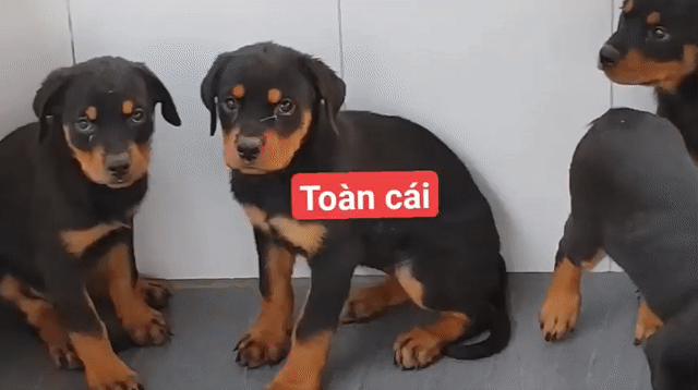 Chó Rottweiler Đen vàng 7-8kg. Mua bán Chó tại Thành phố Vĩnh Long Vĩnh Long được đăng bởi Nhân Rottweiler  hình 1