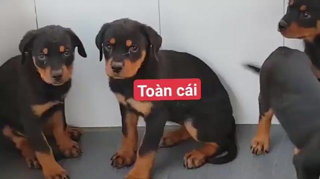 Chó Rottweiler Đen vàng 7-8kg. Mua bán Chó tại Thành phố Vĩnh Long Vĩnh Long được đăng bởi Nhân Rottweiler  hình 1