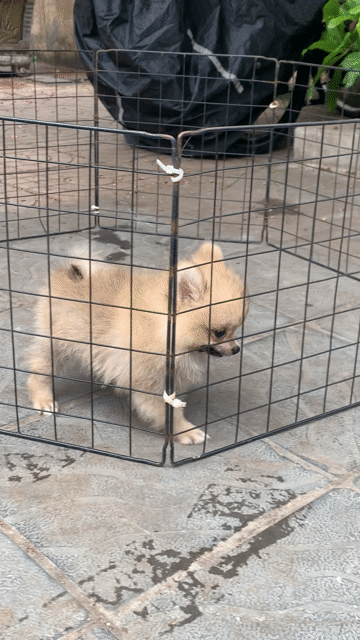 Chó Phốc Sóc nhỏ đực. Mua bán Chó tại Quận Hai Bà Trưng Hà Nội được đăng bởi nguyễn hình 1