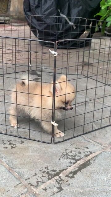 Chó Phốc Sóc nhỏ đực. Mua bán Chó tại Quận Hai Bà Trưng Hà Nội được đăng bởi nguyễn hình 1