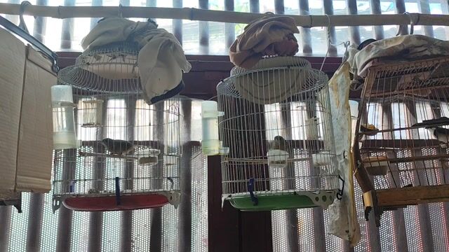 Chim Tiểu mi trống mái Thuần 80%. Mua bán Chim tại Quận 8 Tp Hồ Chí Minh được đăng bởi Chào Mào 888 hình 1