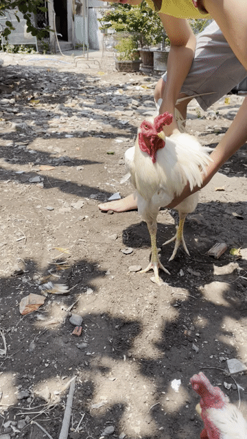 Gà đá 3,1kg Đực Trắng vàng Khỏe mạnh. Mua bán Gà tại Thành phố Tân An Long An được đăng bởi Hồ Thanh Sang hình 1