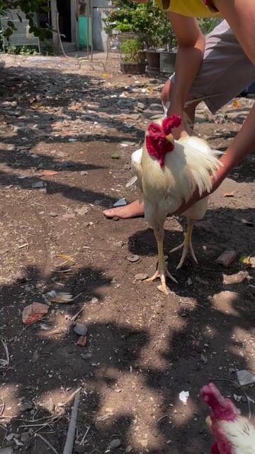 Gà đá 3,1kg Đực Trắng vàng Khỏe mạnh. Mua bán Gà tại Thành phố Tân An Long An được đăng bởi Hồ Thanh Sang hình 1