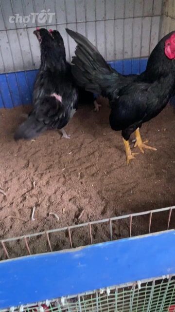 Gà tre bắc nọc. Mua bán Gà tại Quận Bình Tân Tp Hồ Chí Minh được đăng bởi An Tâm hình 1