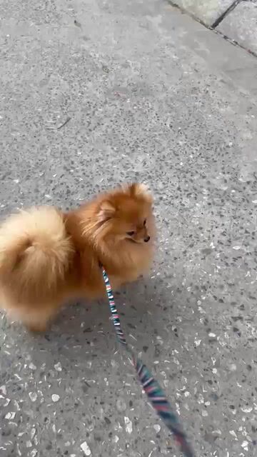 Chó Phốc sóc Mini Đực. Mua bán Chó tại Huyện Hoài Đức Hà Nội được đăng bởi vương ngọc tâm hình 1