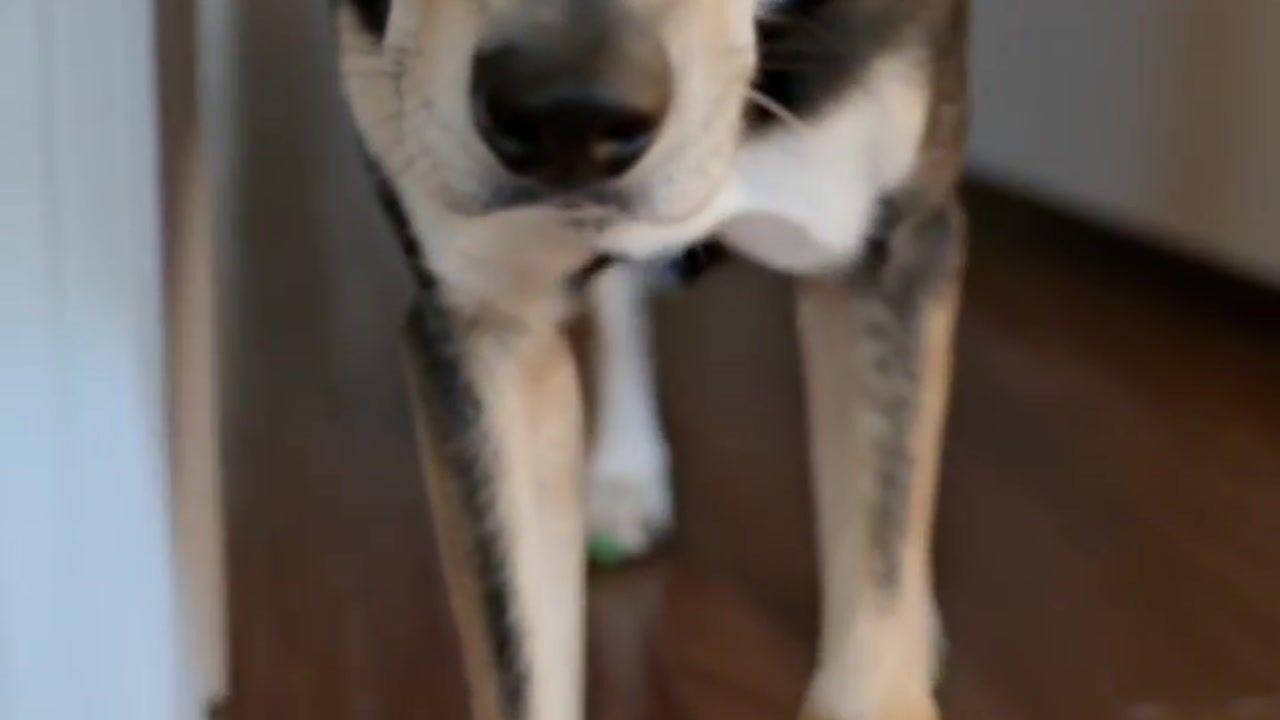 Giving back my Dog's confidence - ToeGrips