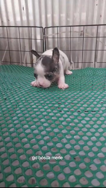 Chó chihuahua bò Merle cái. Mua bán Chó tại Quận 8 Tp Hồ Chí Minh được đăng bởi ZoZo House Chihuahua hình 1