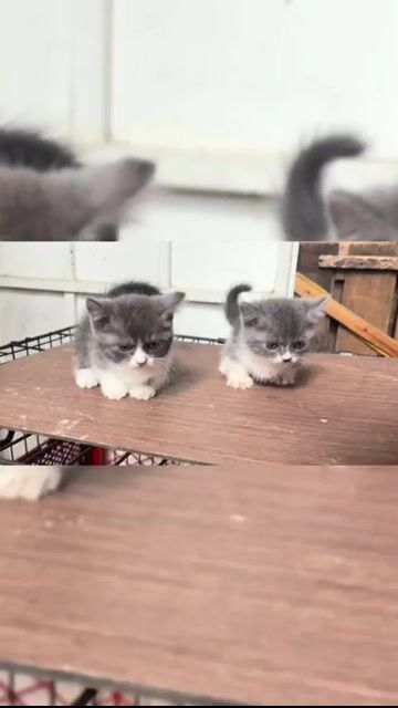 Mèo Bicolor lùn. Mua bán Mèo tại Thành phố Thủ Đức Tp Hồ Chí Minh được đăng bởi Cẩm  hình 1