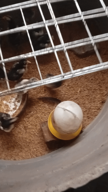 Gà chọi con giống Hầu kiềng Vàng. Mua bán Gà tại Huyện Mỹ Đức Hà Nội được đăng bởi Tên chưa cung cấp hình 1