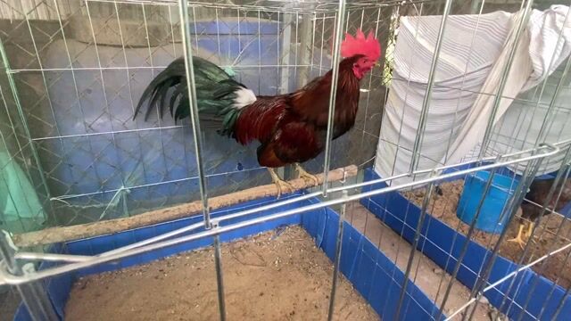 Gà 2.280. Mua bán Gà tại Huyện Vĩnh Thạnh Cần Thơ được đăng bởi Trại Gà Cần Thơ hình 1