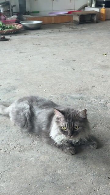 Mèo Anh lông dài Cái Xám 5.5kg. Mua bán Mèo tại Quận Nam Từ Liêm Hà Nội được đăng bởi Nguyễn Hưng hình 1