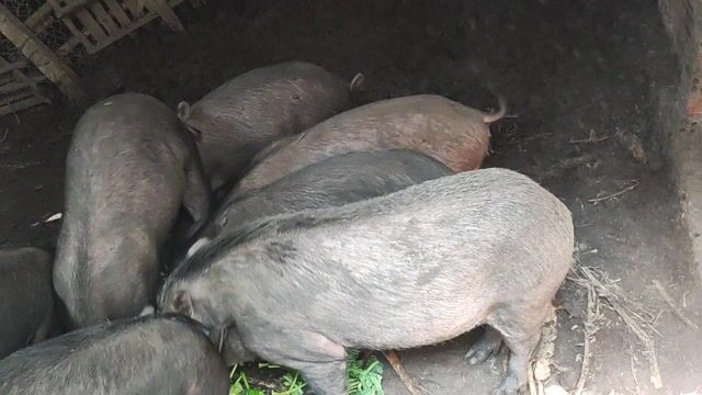 Heo Đen. Mua bán Thú cưng khác tại Huyện Trảng Bom Đồng Nai được đăng bởi Thiên Lê hình 1