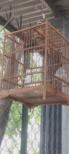 Chim Hút mật 7 màu 2 mùa ko lồng. Mua bán Chim tại Huyện Vĩnh Cửu Đồng Nai được đăng bởi Tấn Khang hình 1