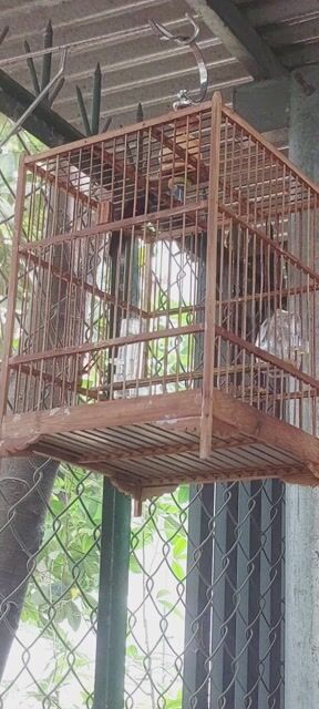 Chim Hút mật 7 màu 2 mùa ko lồng. Mua bán Chim tại Huyện Vĩnh Cửu Đồng Nai được đăng bởi Tấn Khang hình 1