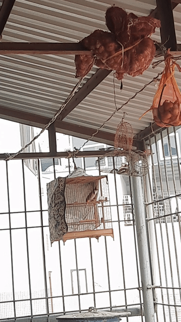 Chim chào mào. Mua bán Chim tại Quận Nam Từ Liêm Hà Nội được đăng bởi long hình 1