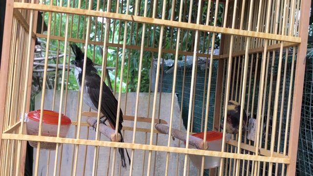 thanh lý mào giọng hay siêng hót. Mua bán Chim tại Huyện Quảng Điền Thừa Thiên Huế được đăng bởi Nguyên  hình 1