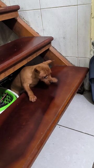 Chó Phốc hươu con màu Nâu. Mua bán Chó tại Quận Hoàng Mai Hà Nội được đăng bởi Kim anh hình 1