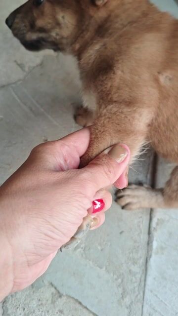 Chó Phốc đực màu trắng. Mua bán Chó tại Quận 7 Tp Hồ Chí Minh được đăng bởi Honghanh Nguyen hình 1