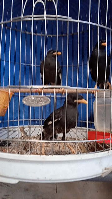 Chim Sáo đen non 3 con. Mua bán Chim tại Thành phố Sóc Trăng Sóc Trăng được đăng bởi hải p3 hình 1